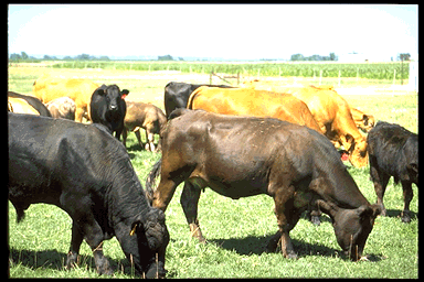 SNorthwest Direct Feeder Cattle Weekly Summary WA-OR-ID July 7, 2017