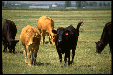Colorado Daily Direct Slaughter Cattle - Negotiated Purchases